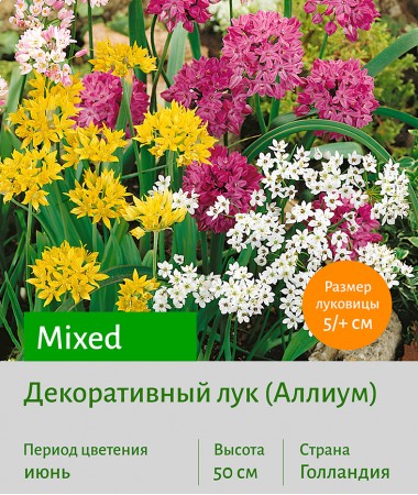  Аллиум (Allium) Mixed